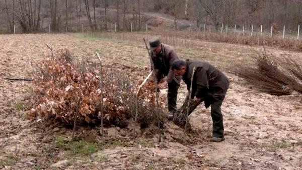 Marea reîmpădurire a României, etapa a doua. Şase milioane de puieţi vor fi plantaţi în pădurile din ţară