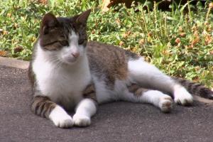 Reacţii dure după ce deputatul Liviu Toda a cerut eutanasierea pisicilor care nu sunt adoptate în 30 de zile. "Am fost siderată"