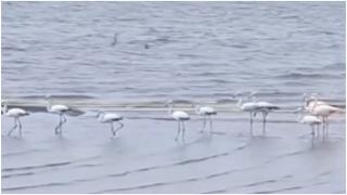 Flamingo pe plaja din Eforie. Imaginile spectaculoase cu păsările exotice au atras privirile trecătorilor