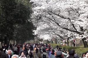 Chinezii își fac rezervări online pentru a vedea cireșii înfloriți. Copacii pot fi admirați într-un campus universitar