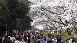 Chinezii își fac rezervări online pentru a vedea cireșii înfloriți. Copacii pot fi admirați într-un campus universitar