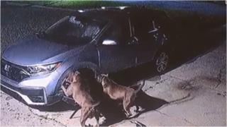 Doi câini au provocat pagube de 3.000 de dolari unei mașini, încercând să prindă o pisică. Felina se ascundea în în motorul autoturismului