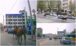 Cai în galop filmaţi printre maşini, pe un bulevard aglomerat din Iaşi. Animalele au fost escortate de poliţie după ce au alergat liberi pe străzi