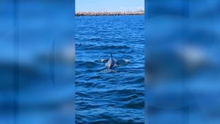 Spectacol inedit în Portul Agigea din Constanţa. Delfinii, plimbare în apropierea ţărmului Mării Negre