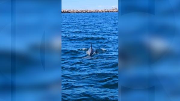 Spectacol inedit în Portul Agigea din Constanţa. Delfinii, plimbare în apropierea ţărmului Mării Negre