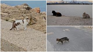 Pisicile au devenit un obiectiv turistic la Mangalia. Relaxate pe dig, felinele acceptă câteodată să fie alintate
