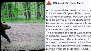 Alertă de urs în Ciolpani, Ilfov: localnicii au primit mesaj RO-Alert. Jandarmii au constatat că e vorba despre un pui