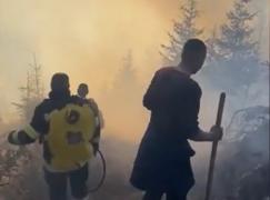 Incendiu de proporţii în Mureş. Flăcările au făcut scrum 40 de hectare de pădure