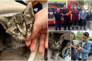 Pui de pisică rămas captiv timp de trei zile sub capota unei maşini la Focşani. Proprietarul autoturismului a cerut ajutorul pompierilor