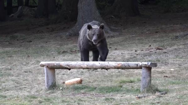 Saga ursului care dă târcoale Bucureştiului continuă. Un şofer spune că sălbăticiunea i-a tăiat calea pe DN1, în apropiere de Tâncăbeşti