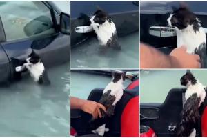 Momentul emoţionant când o pisicuţă este salvată din mijlocul apelor în Dubai. Animalul se prinsese în disperare de portiera unei maşini
