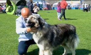 Cei mai frumoşi câini din România, prezenţi la concursul din Satu Mare. "Este un membru al familiei"