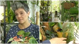 O femeie din Capitală şi-a transformat apartamentul cu 4 camere într-o seră cu peste 500 de ghivece de plante. Cât a costat-o pe Diana 