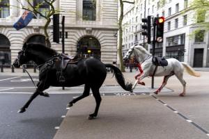 Haos în centrul Londrei. Mai mulţi cai aleargă liberi pe străzi, iar unul dintre ei e acoperit de sânge. Patru persoane au fost rănite