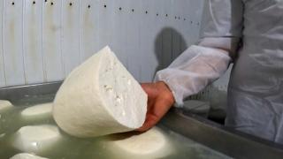 Din ce e făcută de fapt brânza de oaie. ANSVSA a dat amenzi de peste 700.000 de lei şi a confiscat tone de produse
