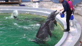 Baby, primul delfin născut în captivitate în România, exersează pentru a încânta publicul. Primul lui "show", după Paşte