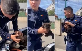 Momentul înduioşător în care un pui de pisică este salvat de sub capota unei maşini, în Bucureşti. Proprietarul a decis să adopte felina