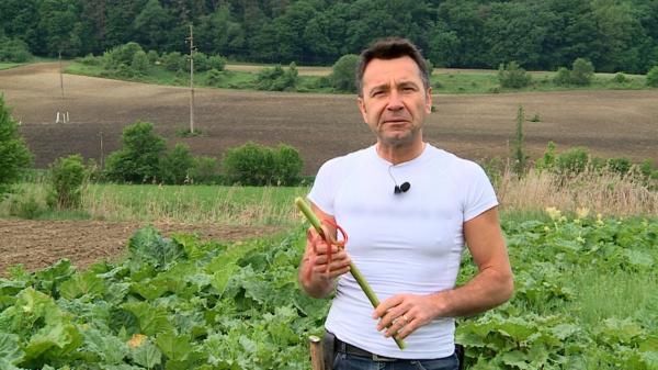 Mircea a investit într-o plantaţie unică în ţară şi simte acum gustul dulce al profitului. Un fermier german l-a inspirat: "Am adus 2.000 de radăcini din soi"