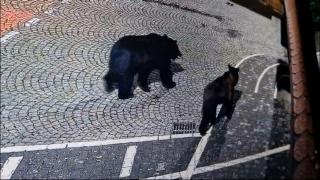 Urşii se plimbă nestingheriţi pe lângă oamenii care fac sport sau pe lângă locuri de joacă, în Tg. Mureş: 