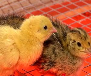 Afacere de milioane. Un român a lăsat în urmă Anglia şi a deschis o fermă de prepeliţe