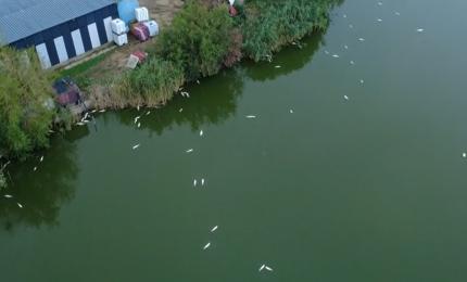 Dezastru ecologic pe Lacul Corbu: mii de pești au murit, pierderile ajung la 20 de tone Dezastru ecologic pe Lacul Corbu: mii de pești au murit, pierderile ajung la 20 de tone