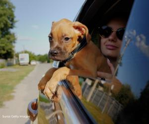 Amenda usturătoare pe care o pot primi șoferii care își iau animalul de companie în mașină