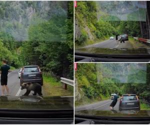 "Chiar și ursul e confuz". Cu ochii în telefon, un turist a fost la un pas să fie mușcat pe Transfăgărășan