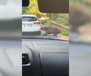 O ursoaică a smuls bara din spate a unei mașini, pe Transfăgărășan. Momentul, filmat