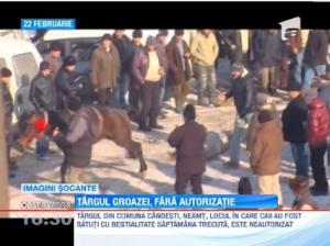 Targul groazei din Neamt, in care mai multi cai erau maltratati, nu are autorizatie