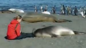 Emoţionant! O focă s-a apropiat pe plajă de o femeie! Ce urmează te va lăsa cu gura căscată