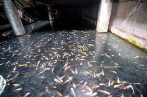 Imagini ale apocalipsei! Un mall abandonat, populat ACUM doar de peşti