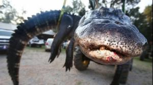 O captură RECORD! Au prins un crocodil de peste 450 de kilograme