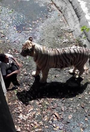 VIDEO EXPLICIT! Un indian a fost UCIS de un TIGRU, după ce a intrat în cușca animalului