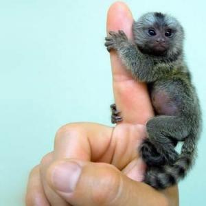 ADORABIL! Aceasta este cea mai mică maimuţă din lume