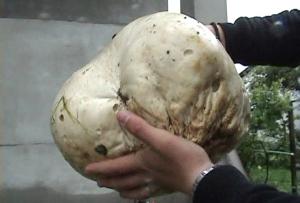 Un clujean are ciuperci în grădină cât să hrănească un sat întreg. Cum a fost posibil
