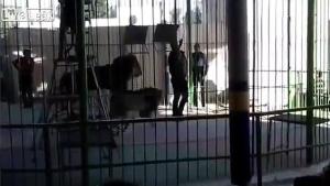 Circul groazei: un leu a fost filmat când şi-a atacat dresorul. Zeci de oameni au fost martori la scena şocantă (VIDEO)