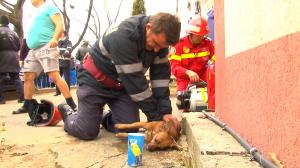 VESTE TRISTĂ: A murit Snoopy, câinele salvat dintr-un incendiu de pompierul-erou din Piteşti. Salvatorul voia să-l adopte