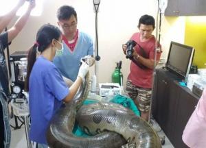 GALERIE FOTO: Un anaconda a fost operat cu succes pentru o tumoră uriaşă