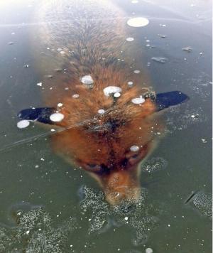 Imaginile uluitoare ale gerului de pe Dunăre: iată ce s-a ales dintr-o vulpe (GALERIE FOTO)