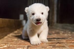 Acest adorabil pui de urs polar are nevoie de un nume (VIDEO, FOTO)