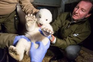 Acest adorabil pui de urs polar are nevoie de un nume (VIDEO, FOTO)