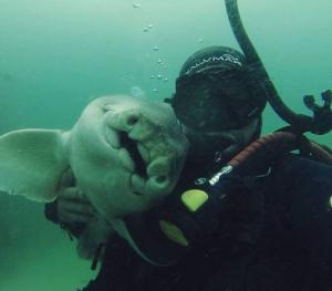 Prietenie neobişnuită: Un om și un rechin se alintă și se joacă de fiecare dată când se revăd! (FOTO)