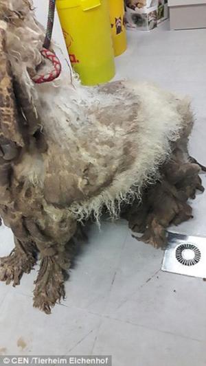 Starea catastrofală în care a fost găsit un câine: Arăta ca o oaie!