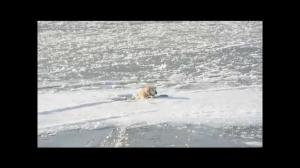 Impresionant: Un câine a fost salvat de la îngheţ din apele Timişului! (VIDEO)