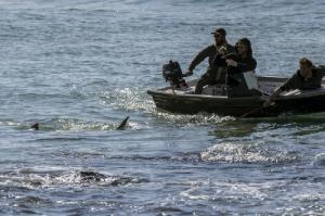 VIDEO&FOTO Peste o sută de rechini au invadat coastele Israelului. Avertisment pentru turişti