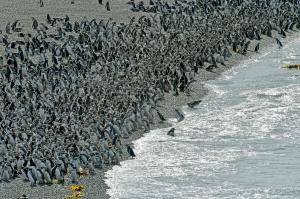 VIDEO Ai văzut vreodată UN MILION de pinguini strânşi la un loc? Record mondial stabilit în Argentina