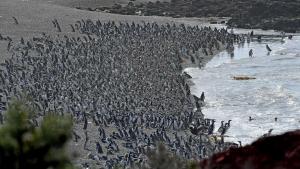 VIDEO Ai văzut vreodată UN MILION de pinguini strânşi la un loc? Record mondial stabilit în Argentina