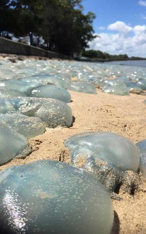 INVAZIE de meduze pe plajele din Australia. Biologii NU AU MAI VĂZUT aşa ceva de 25 de ani!