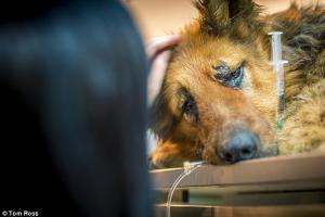 CRUZIME fără margini în Bucureşti: Un câine a fost MUTILAT în stradă: I s-a tăiat un picior şi i s-au smuls dinţii!