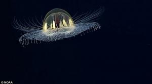 O privire în adâncurile marine: Imagini INCREDIBILE cu o creatură RARĂ care trăieşte la mari adâncimi (FOTO şi VIDEO)